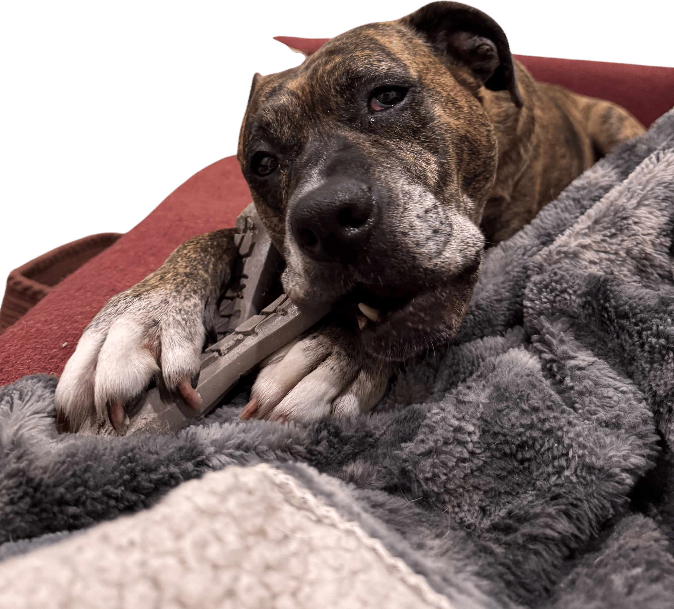 Maya’s nighttime winddown bone