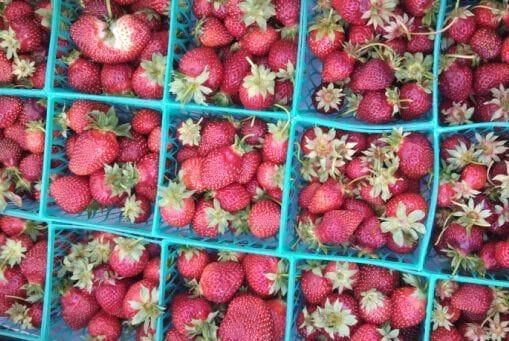 Fort Bragg Farmers Market