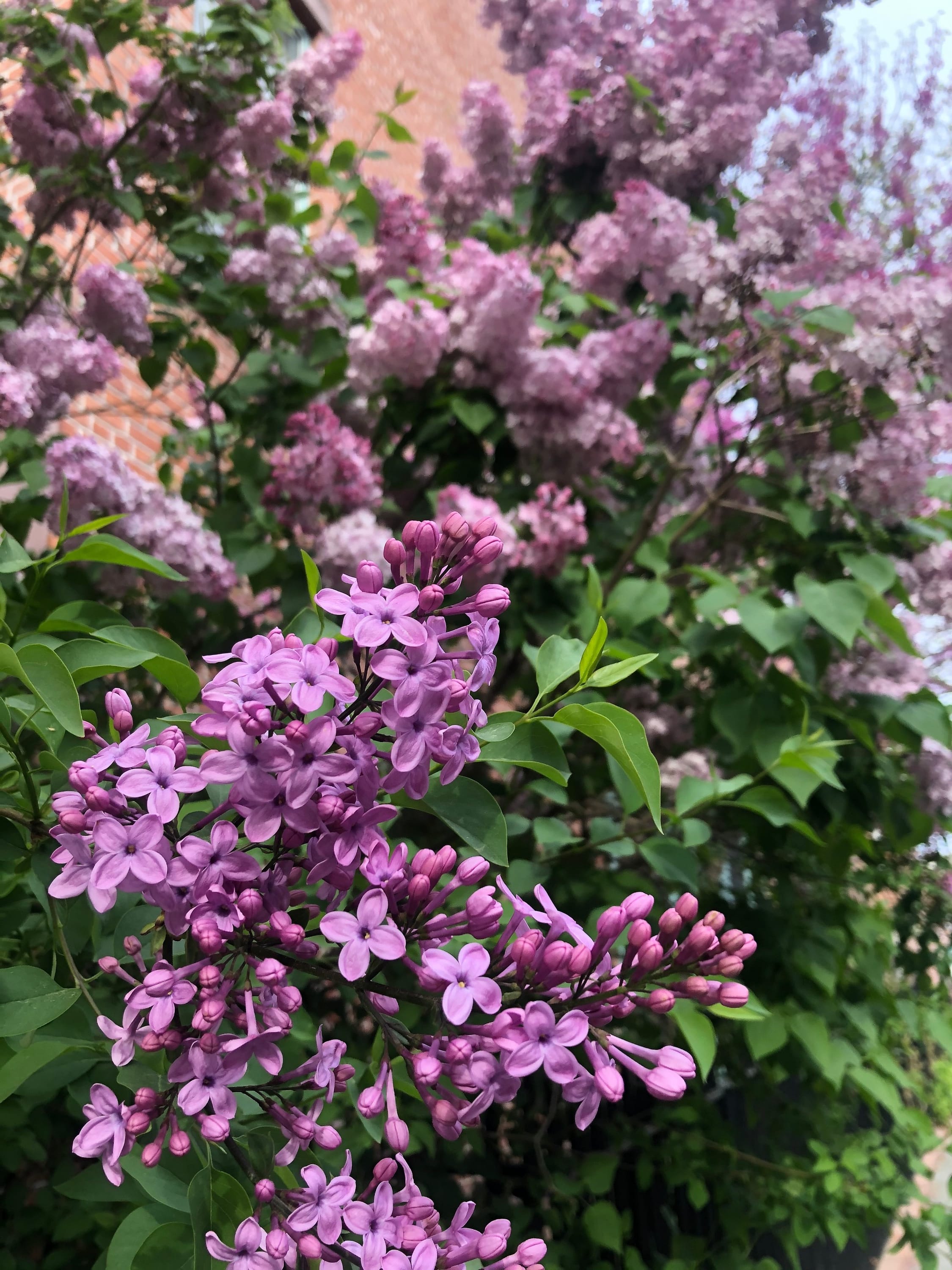 Sidewalk lilacs