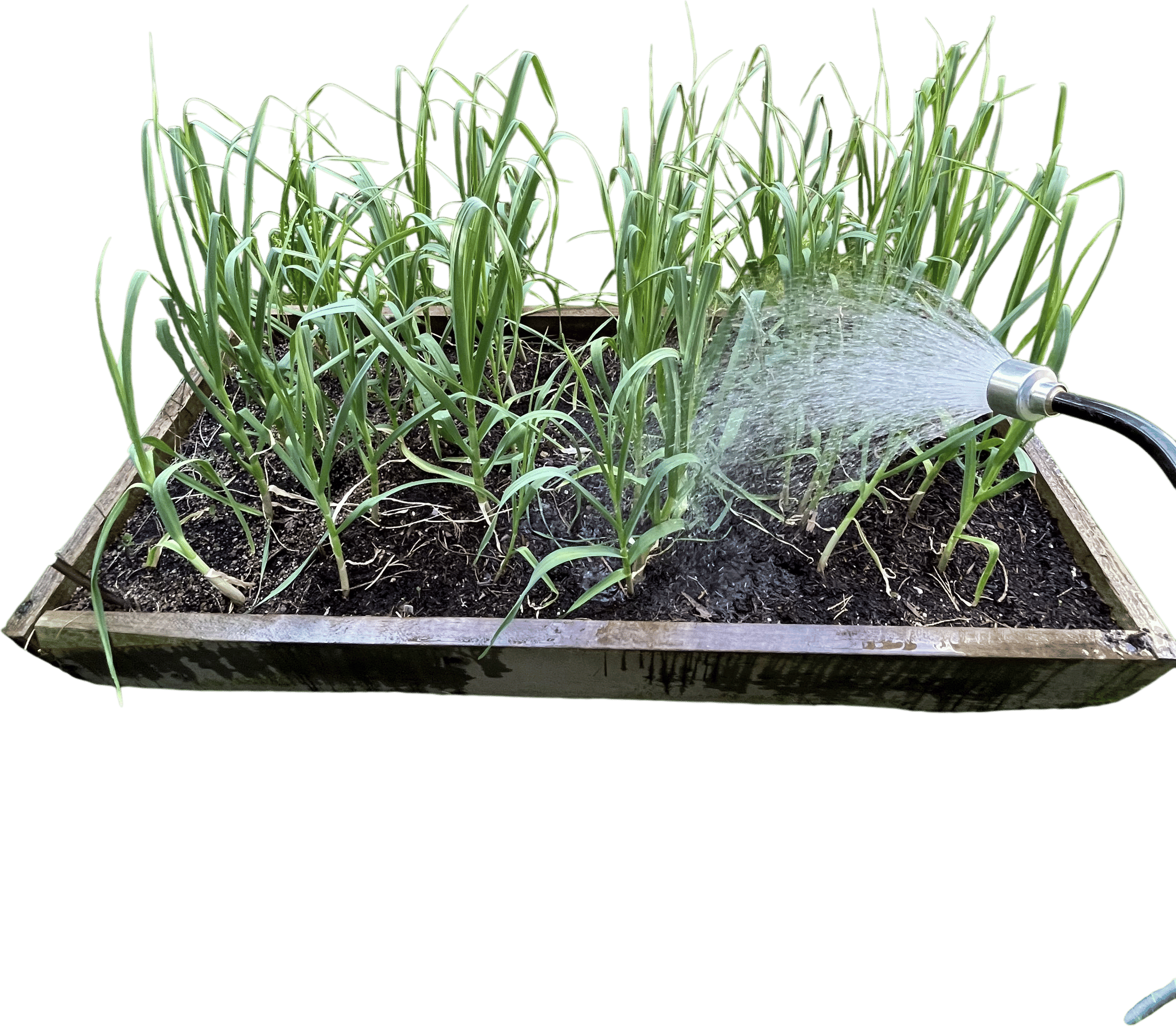 Green garlic