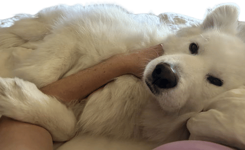 a nap with a very fluffy dog