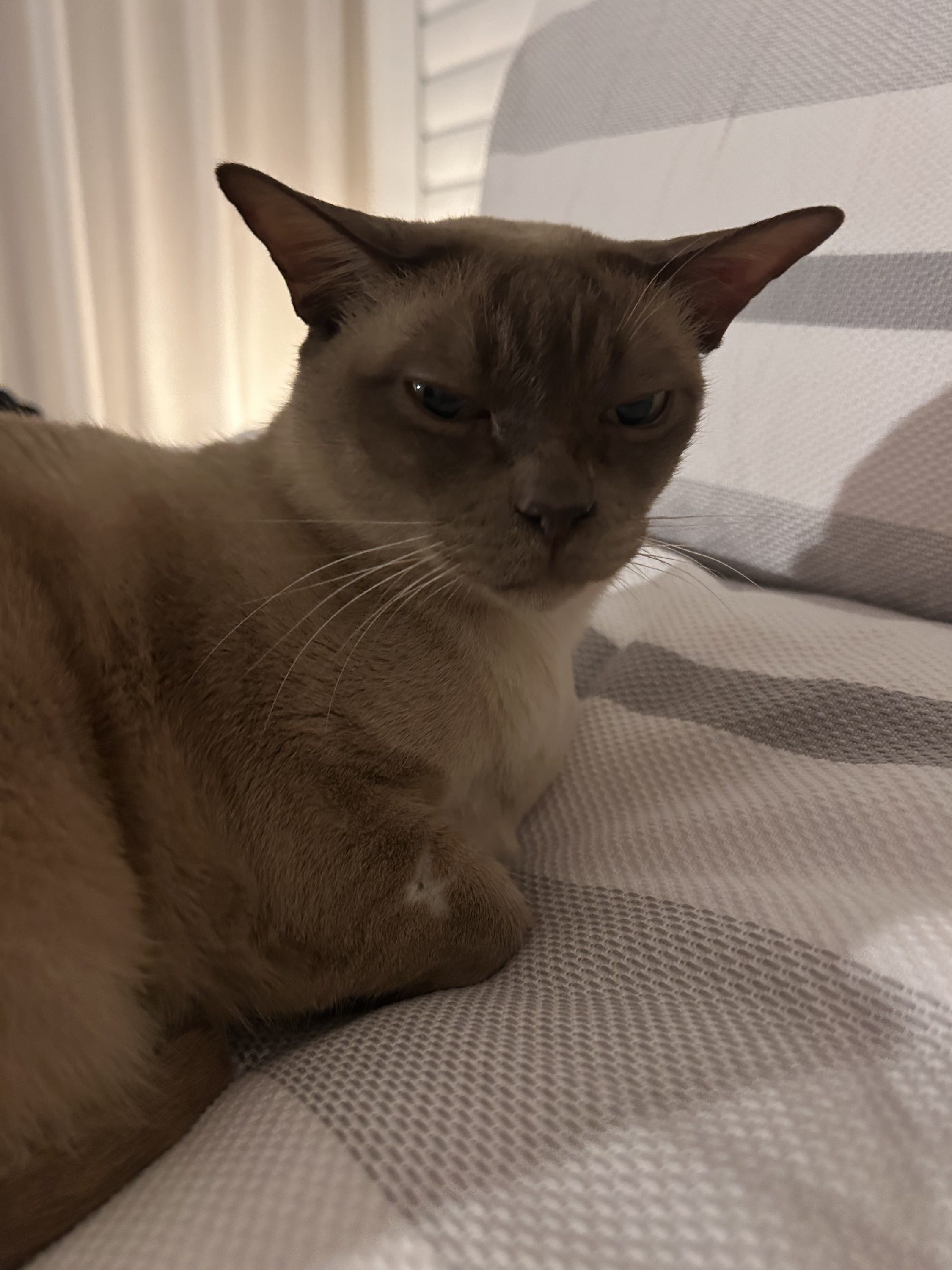 Having a cuddly, needy cat
