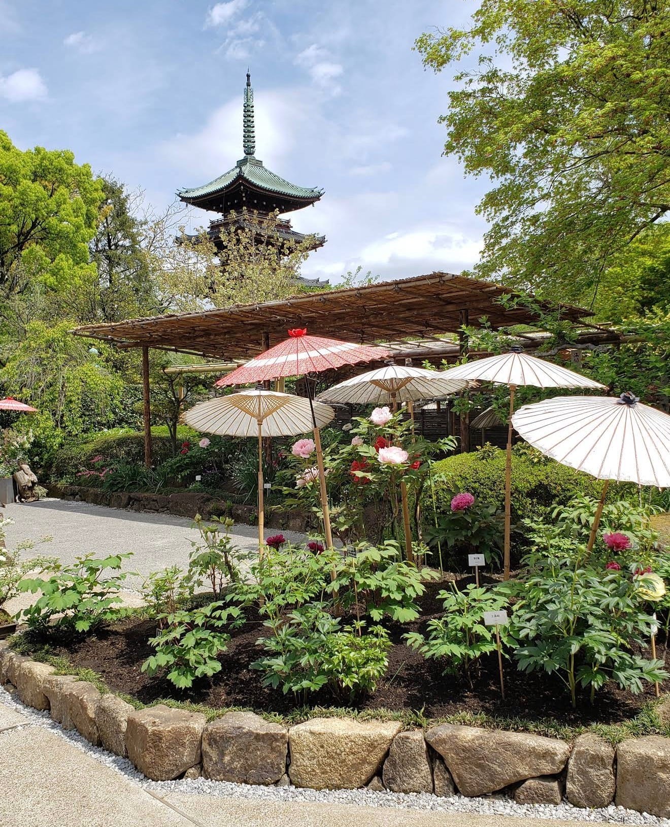 Ueno Toshogu Shrine Peony Garden 上野東照宮ぼたん苑