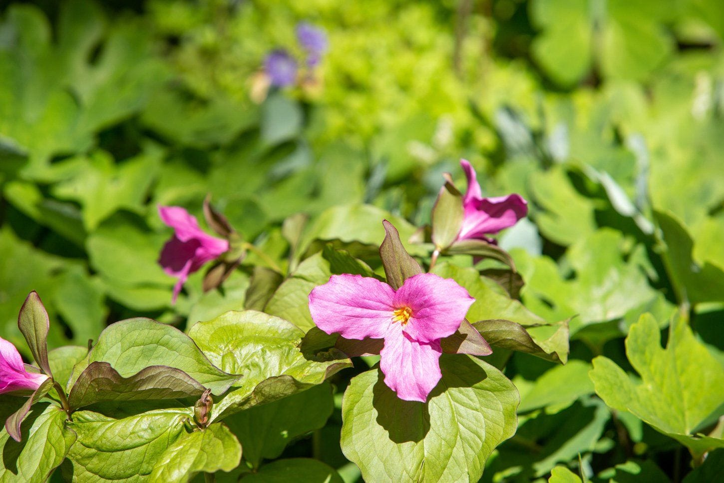 Mt. Cuba Center Native Plant Finder