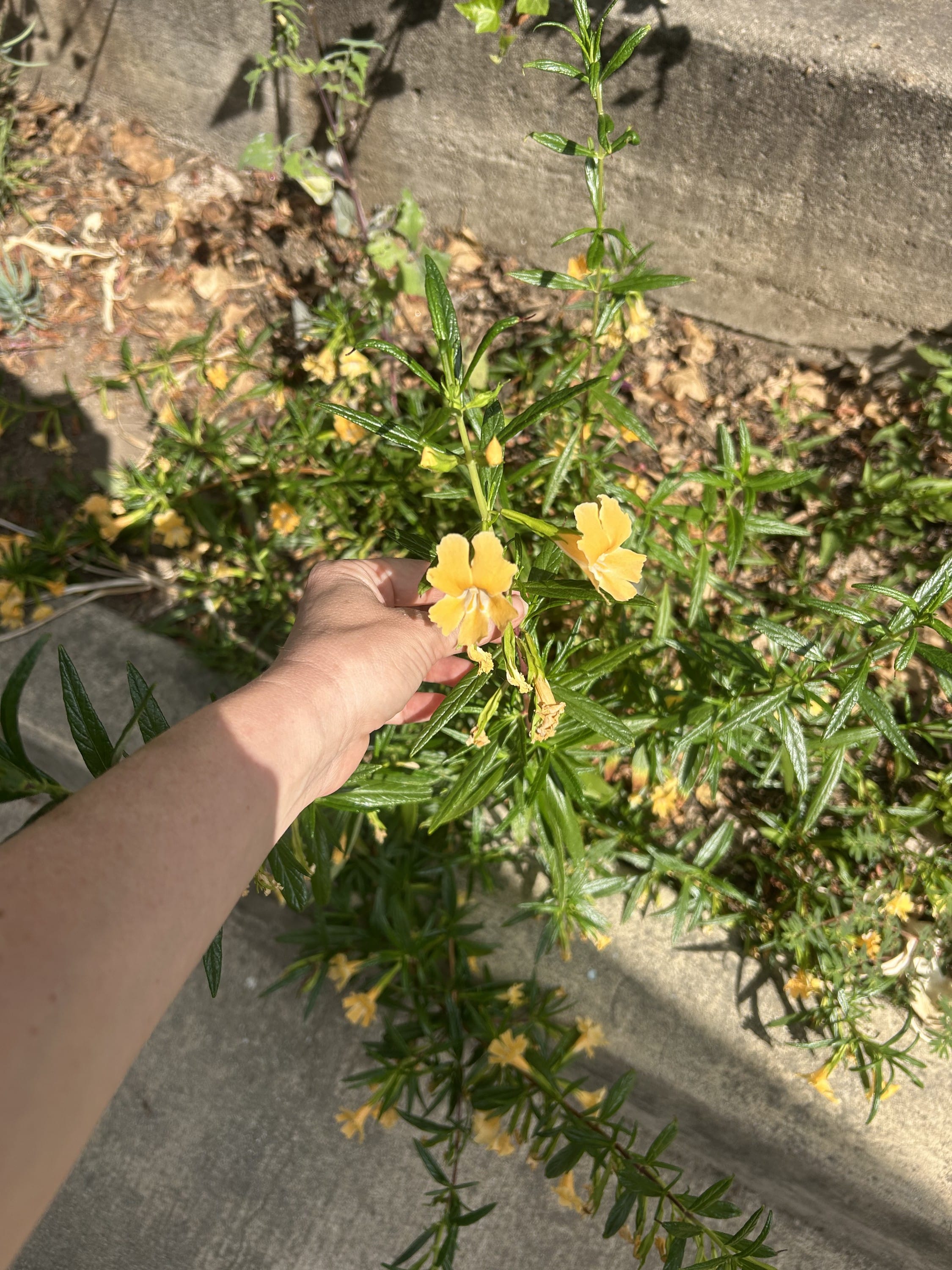 Native Plant Giveaways