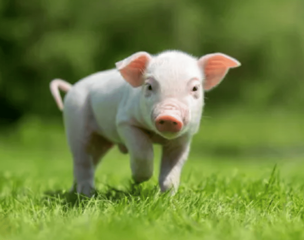 Pig Syllabus 