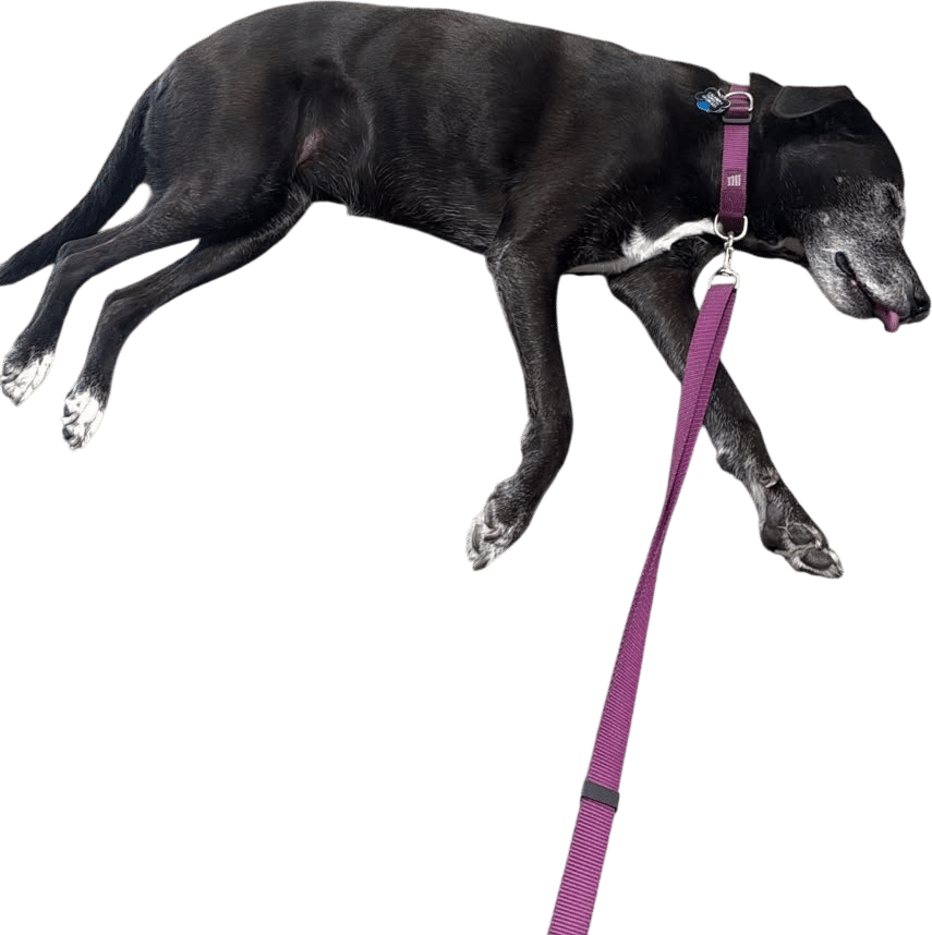 Surprising your dog after a long absence