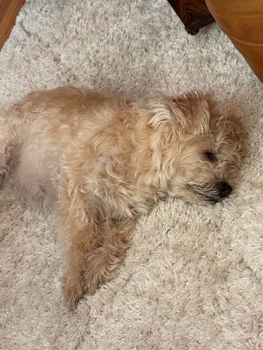 Rescuing a Dog from the Berkeley SPCA