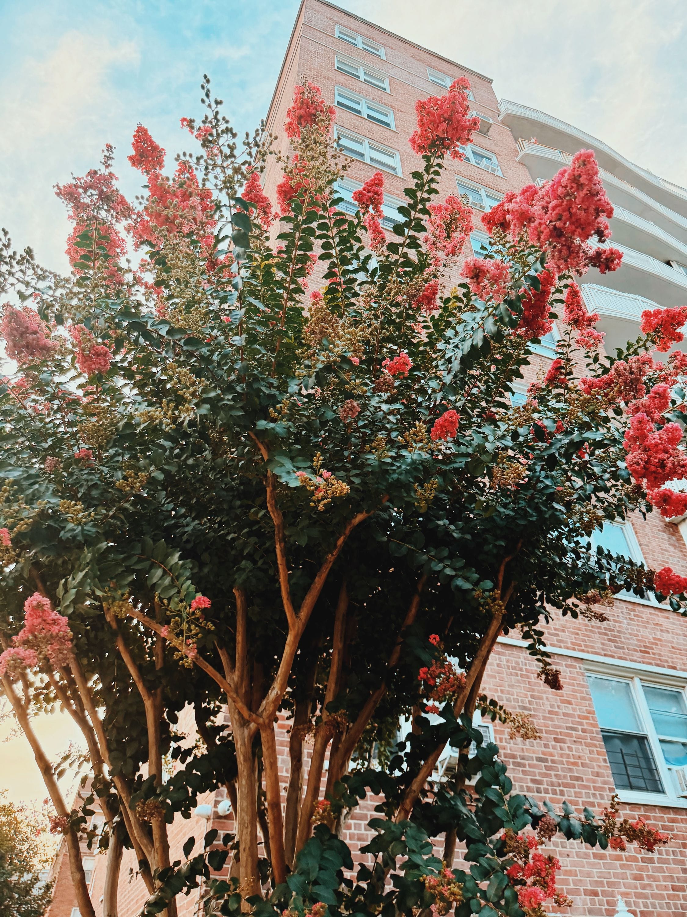 The crape myrtle on my corner