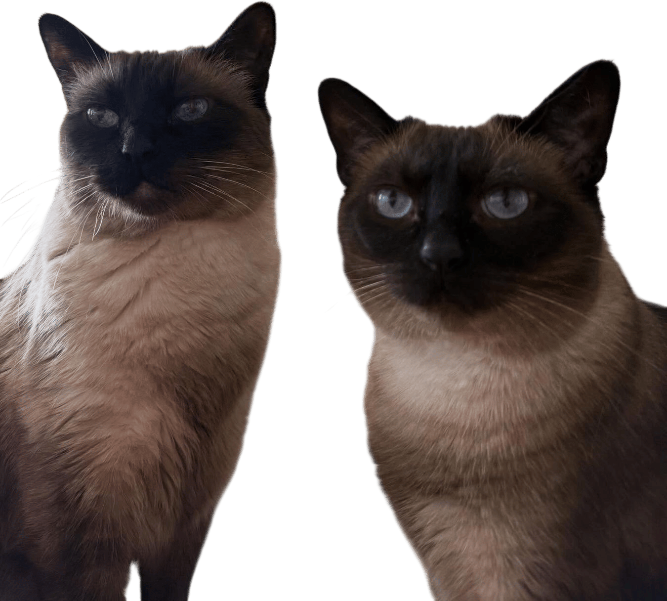 My Petfinder pudding pops