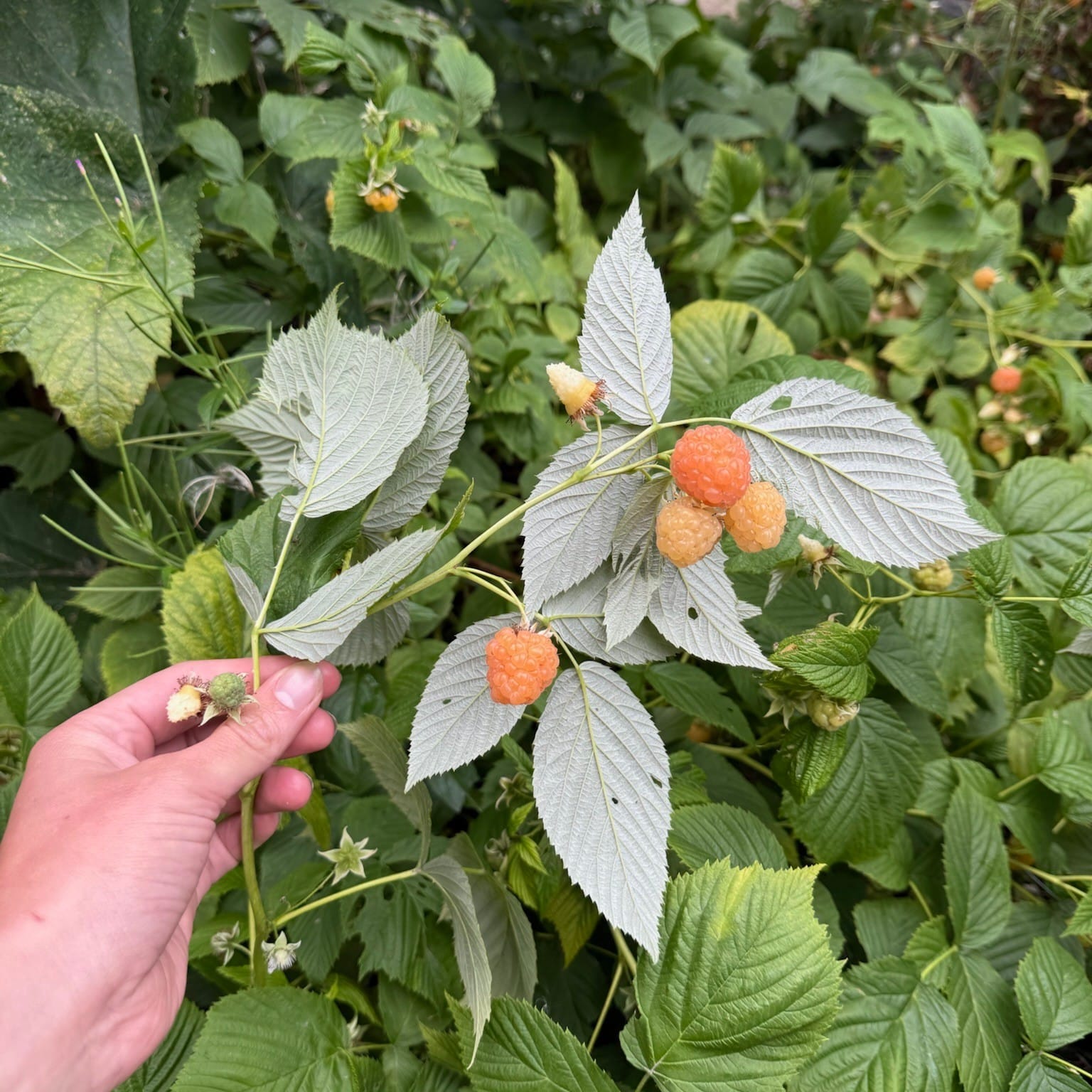 golden raspberries