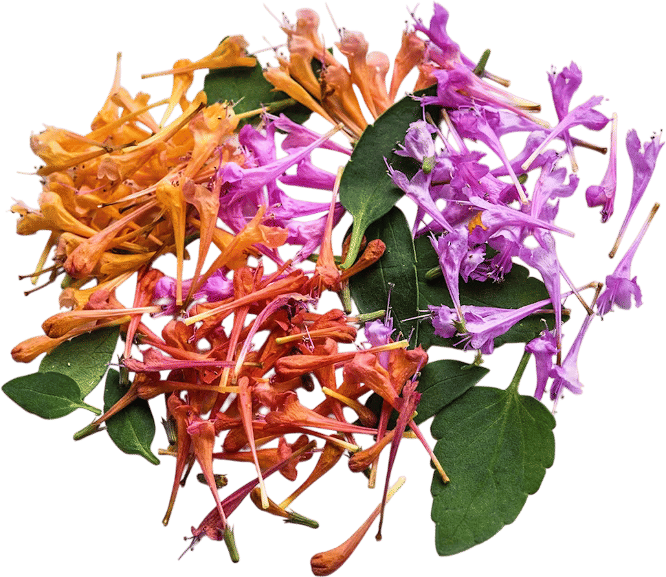 Baker Creek Heirloom Seeds