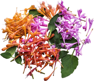 Baker Creek Heirloom Seeds