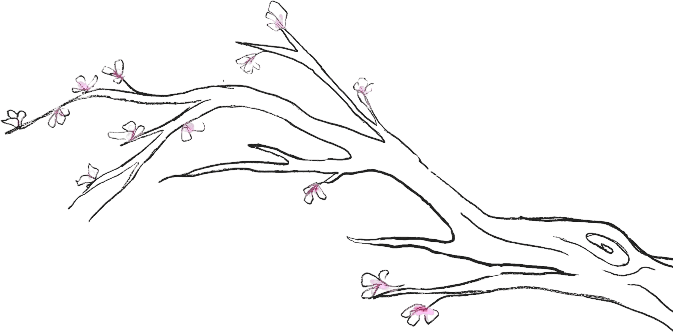 Blossom Cafe in Ocean Park