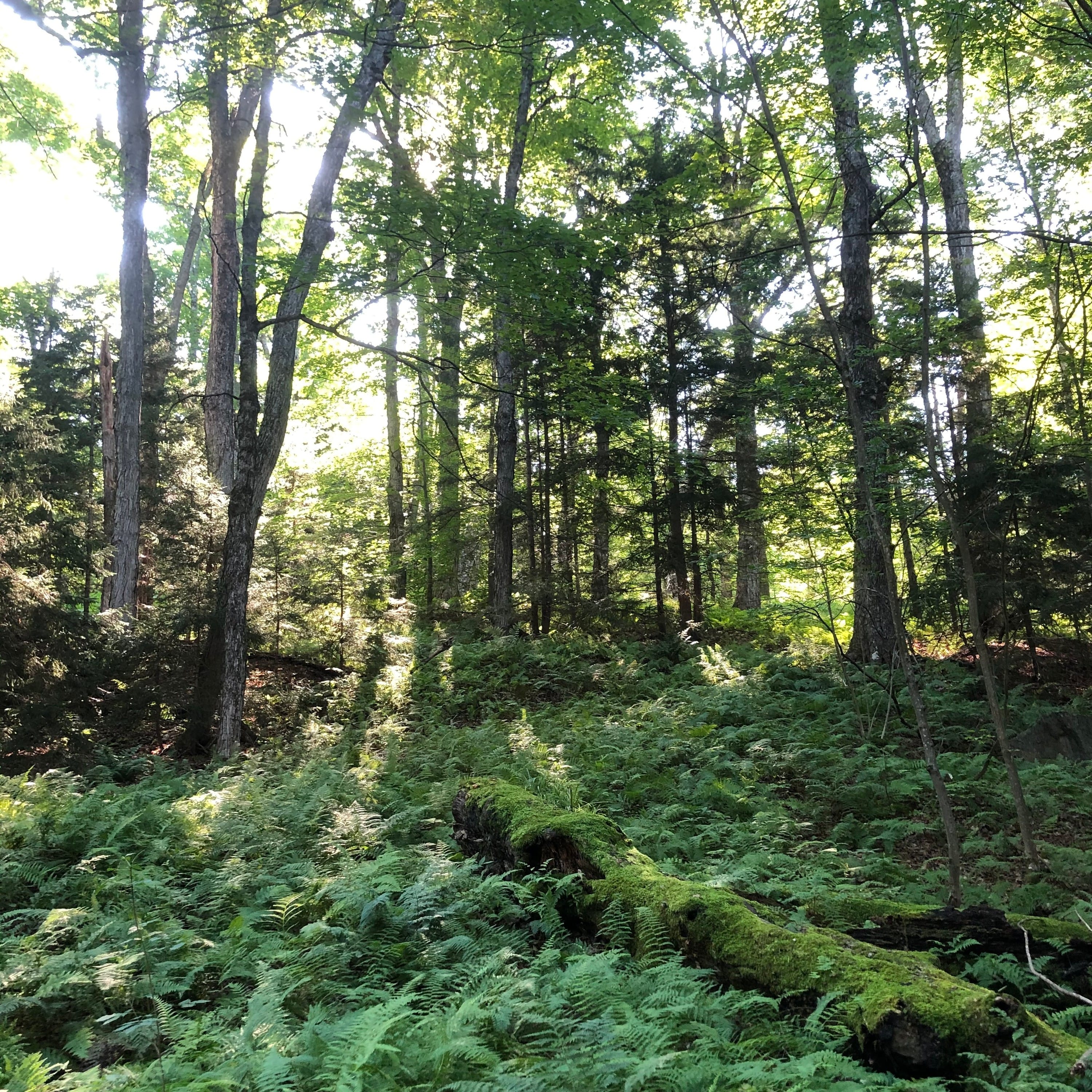 Hay-Scented Fern