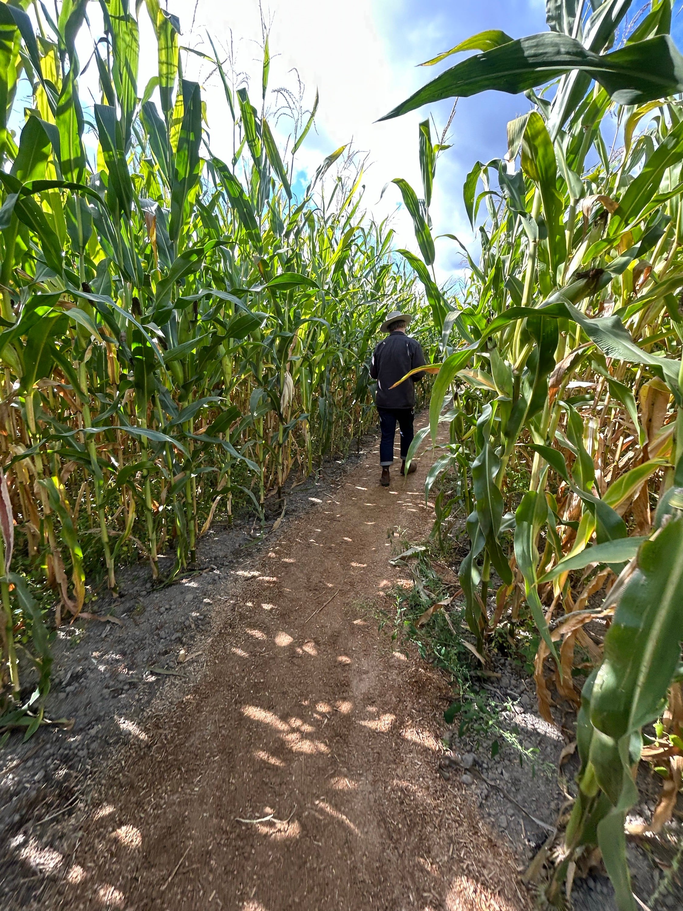 Corn Mazes