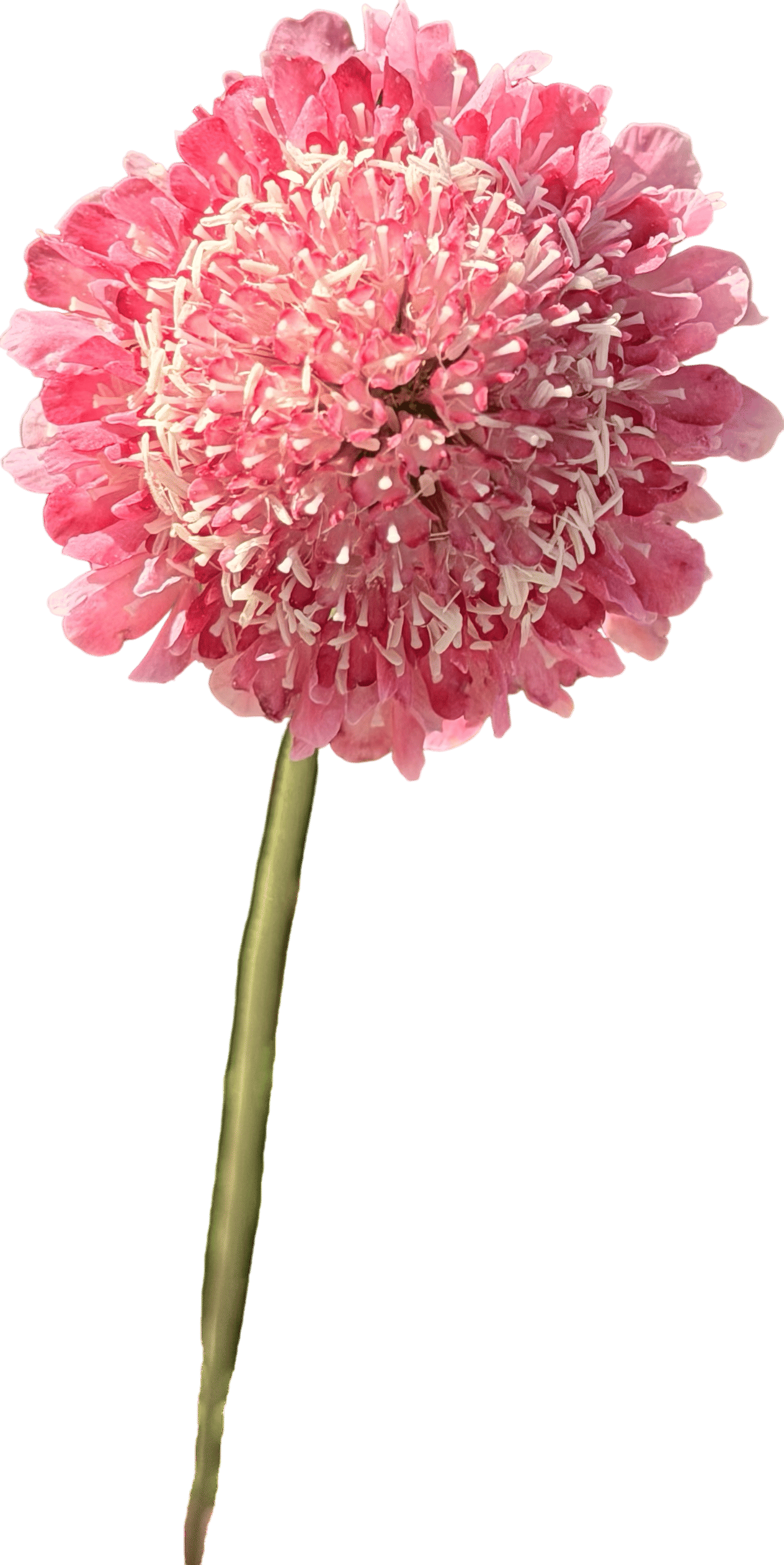 Scabiosa