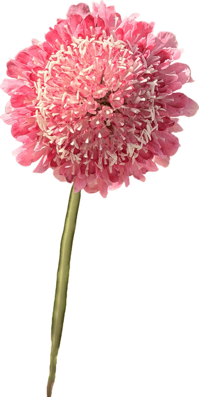 Scabiosa