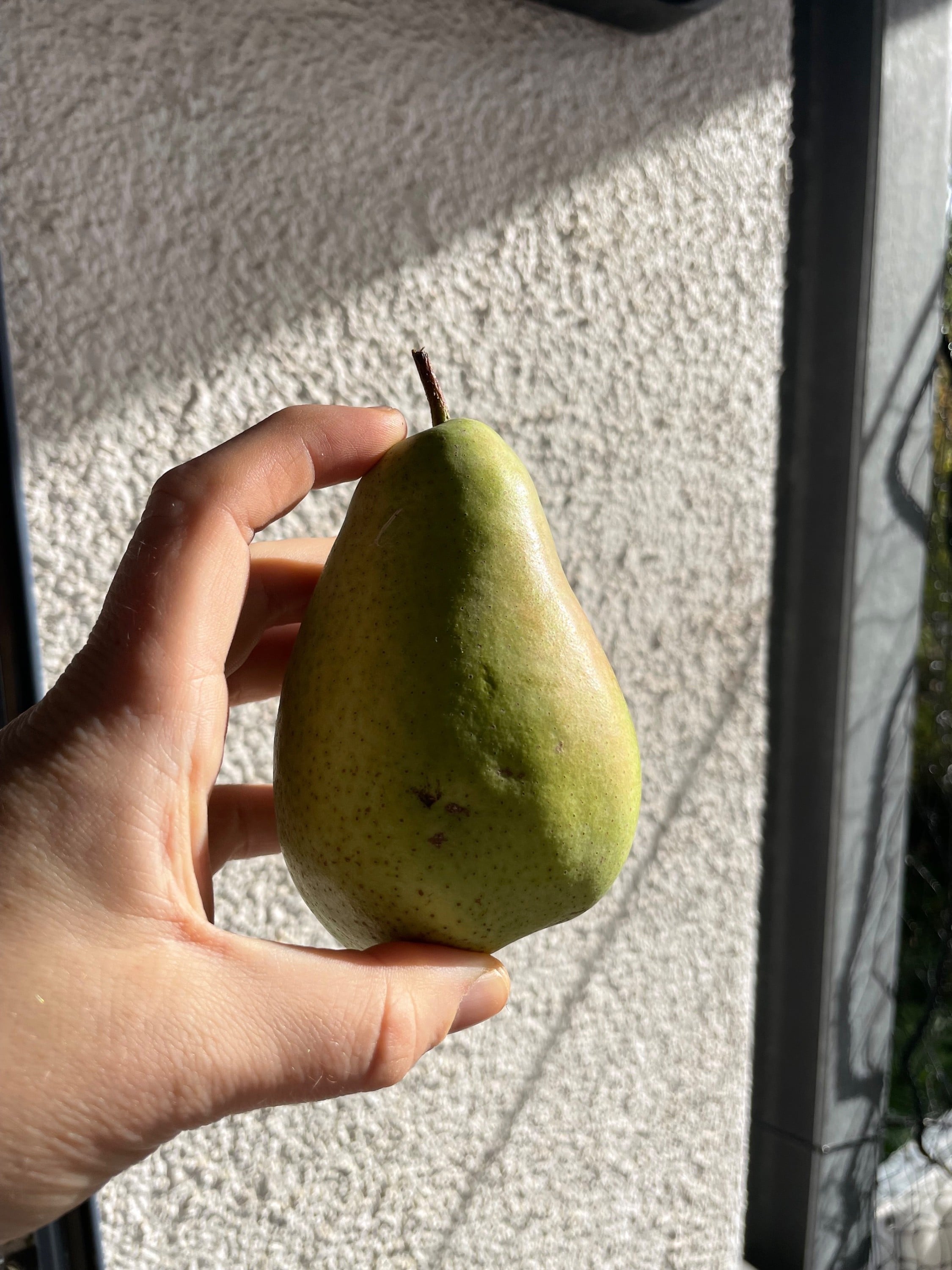 A nice hard pear