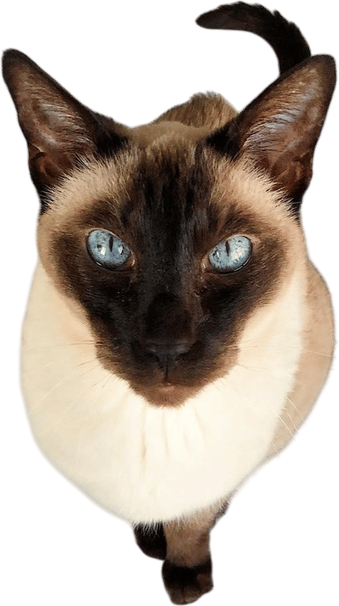 Cat Names That Are Also Things