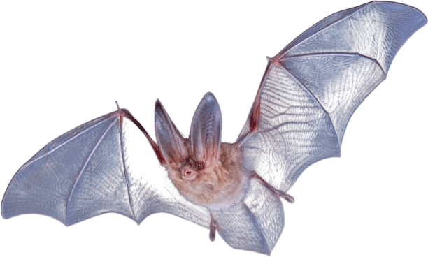Not touching bats!