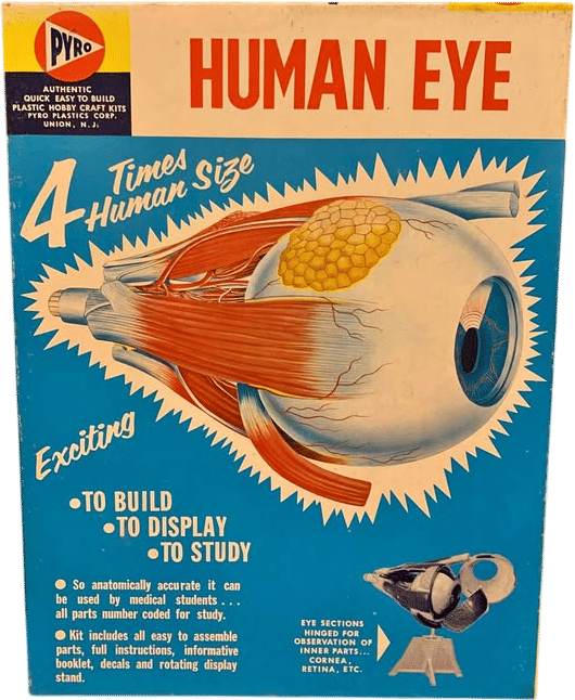 Pyro Human Eye Model Kit (1960s)