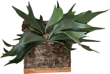 the plant guy at the leucadia farmers market