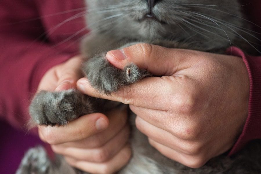 Keeping your cat’s claws intact