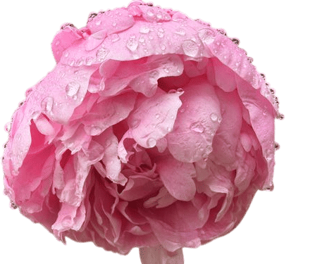 peonies