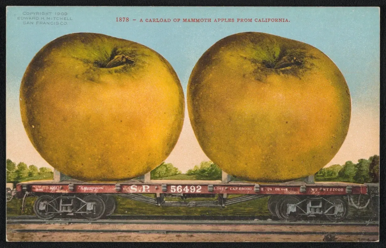 A Carload of Mammoth Apples from California
