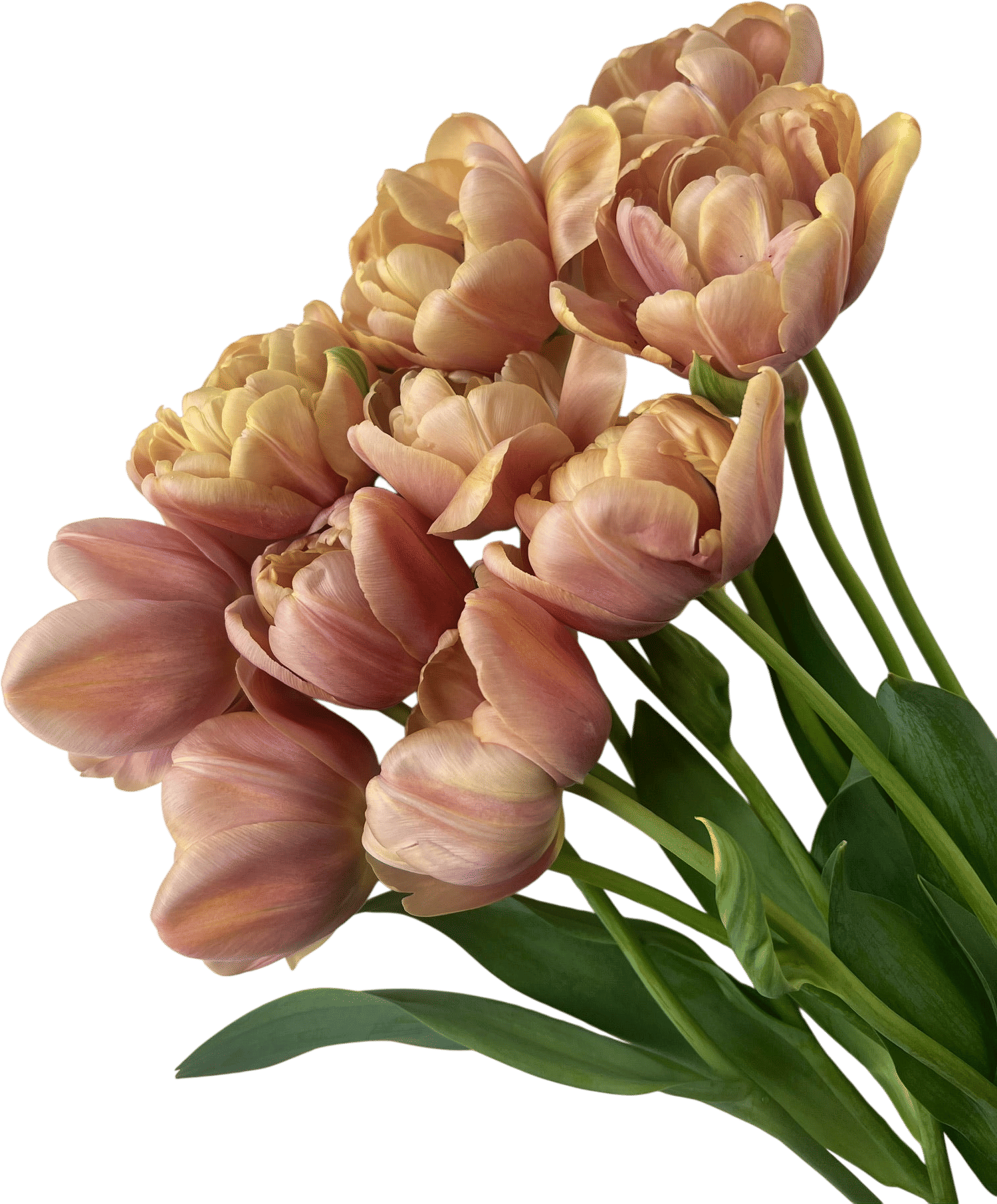 Hitchfoot Farm Bulb Sale