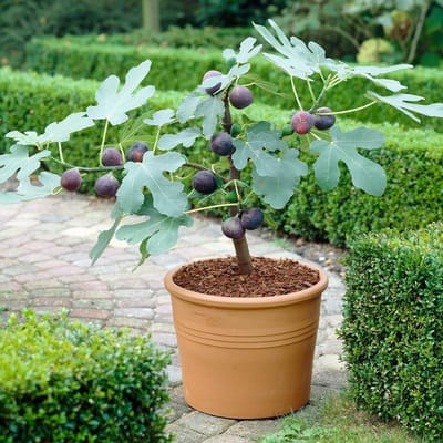 Fig Tree
