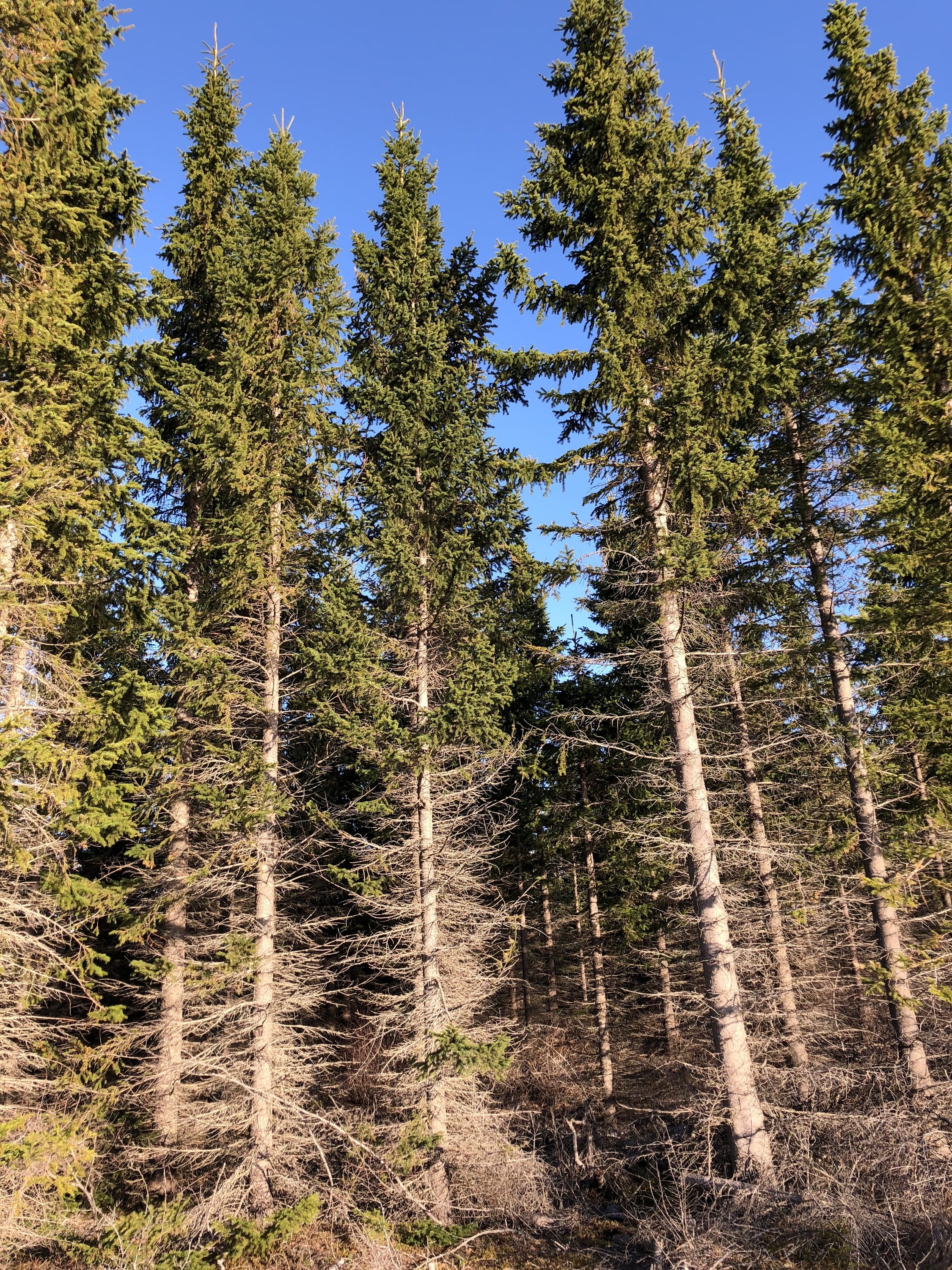 Hallormsstaður National Forest
