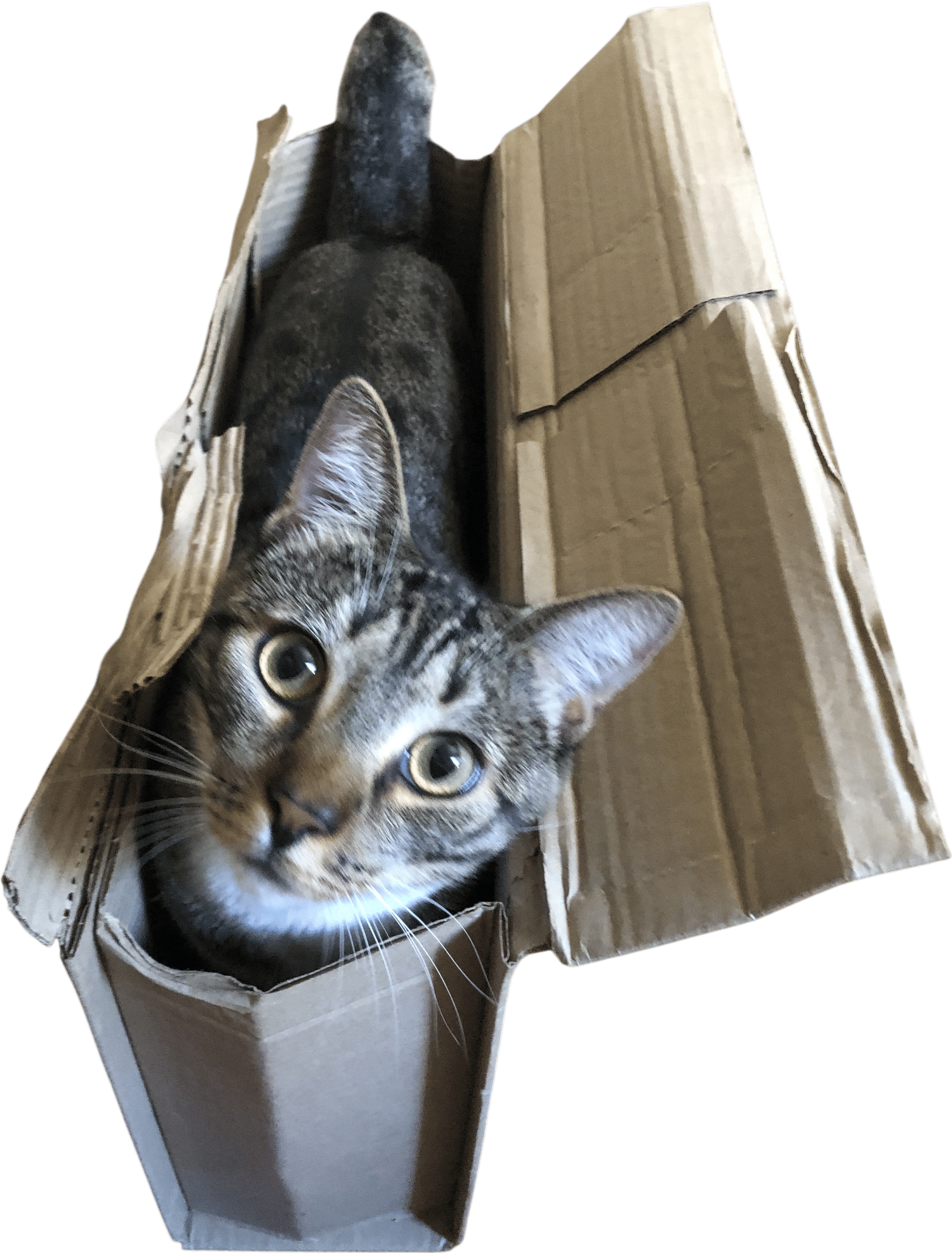 Empty cardboard boxes as cat toys