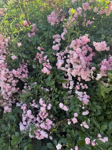 Rambler Roses