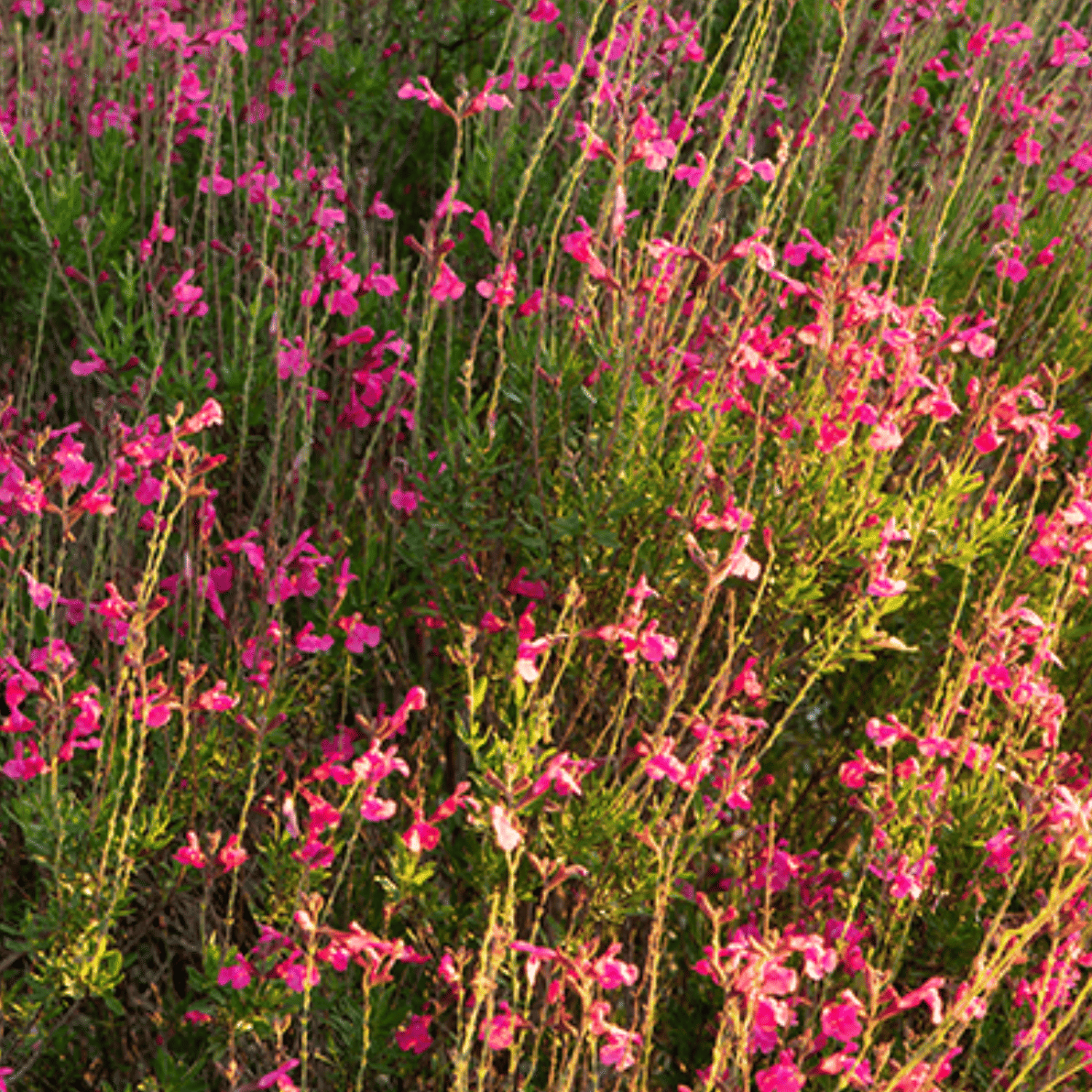Autumn Sage