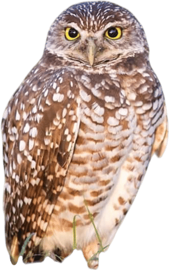 Burrowing Owl