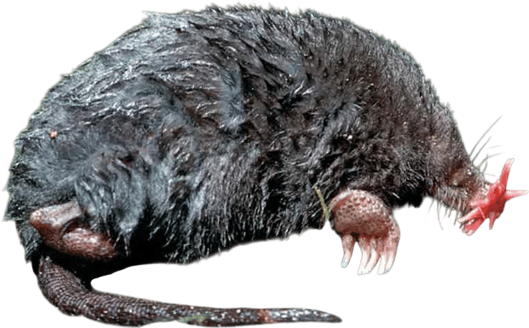 Star-nosed Moles