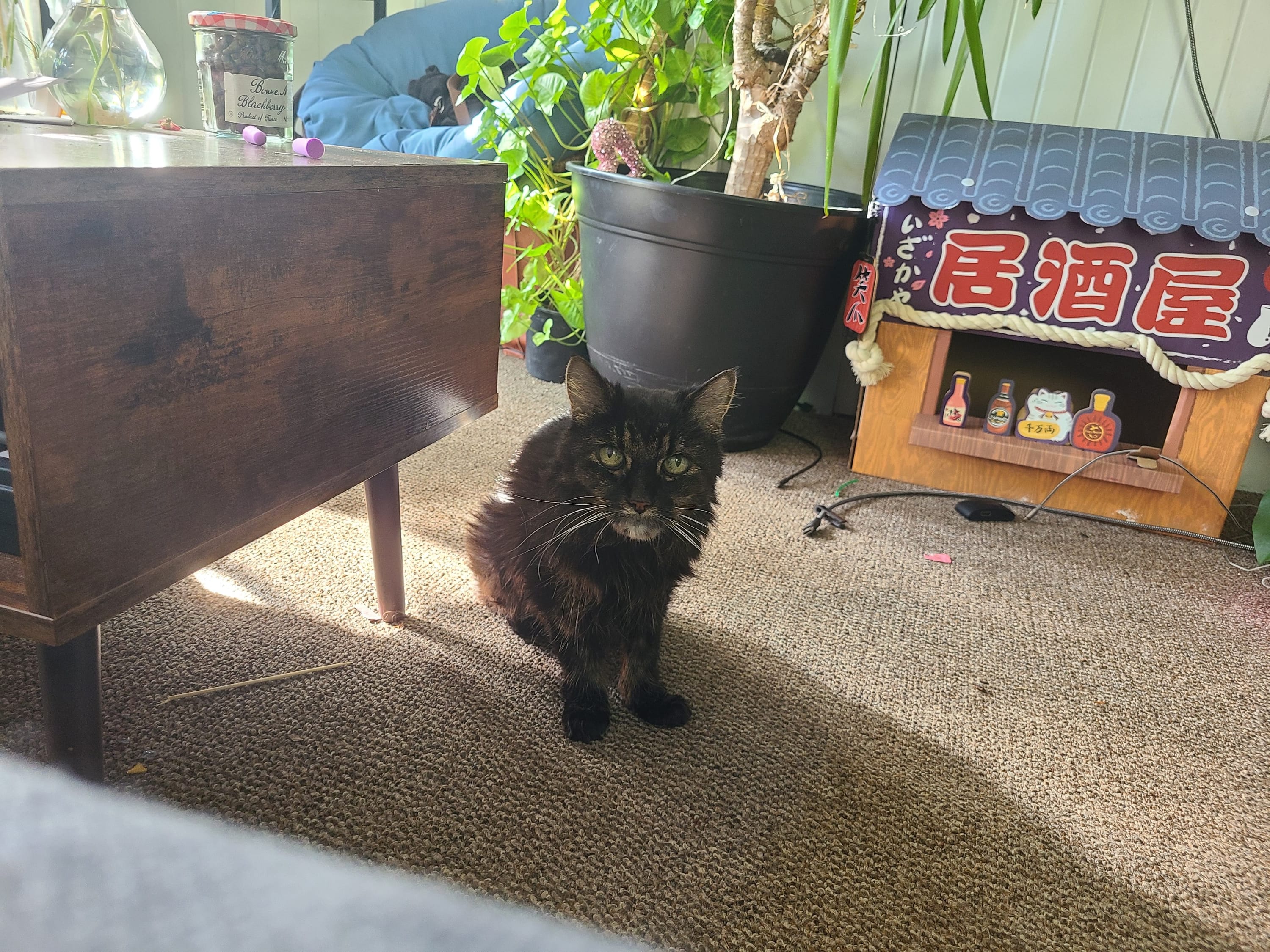 Fig