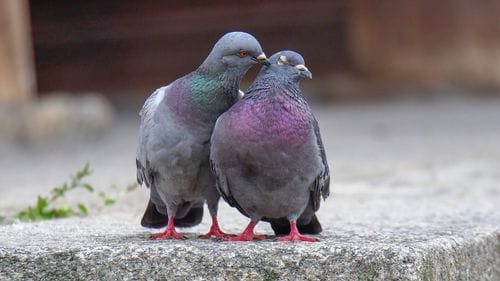 Pigeons