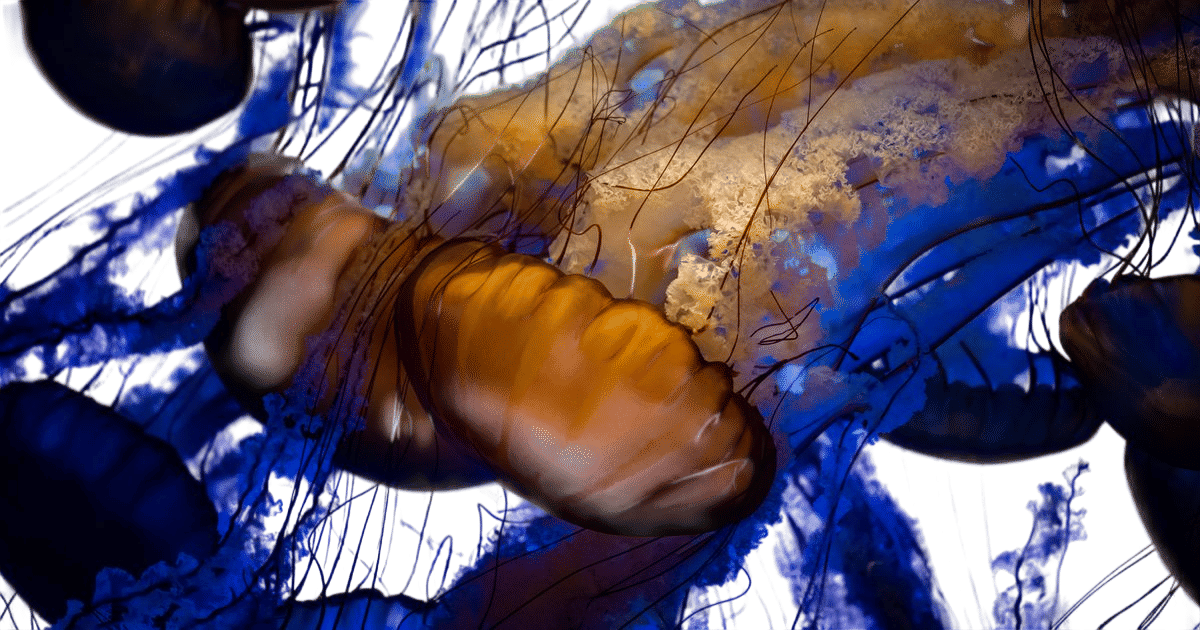monterey bay aquarium