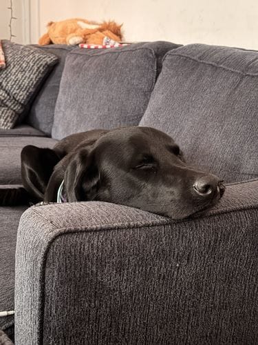 midday naps