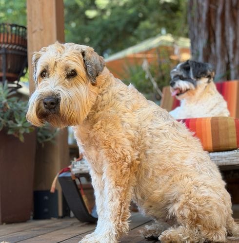 This is Remi, soft coated Wheaton terrier