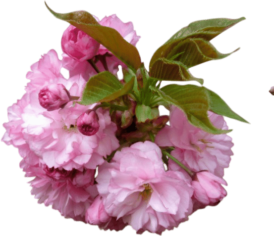Brooklyn Botanic Garden Membership