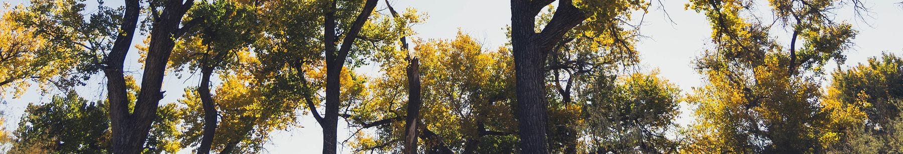 The Bosque Trail