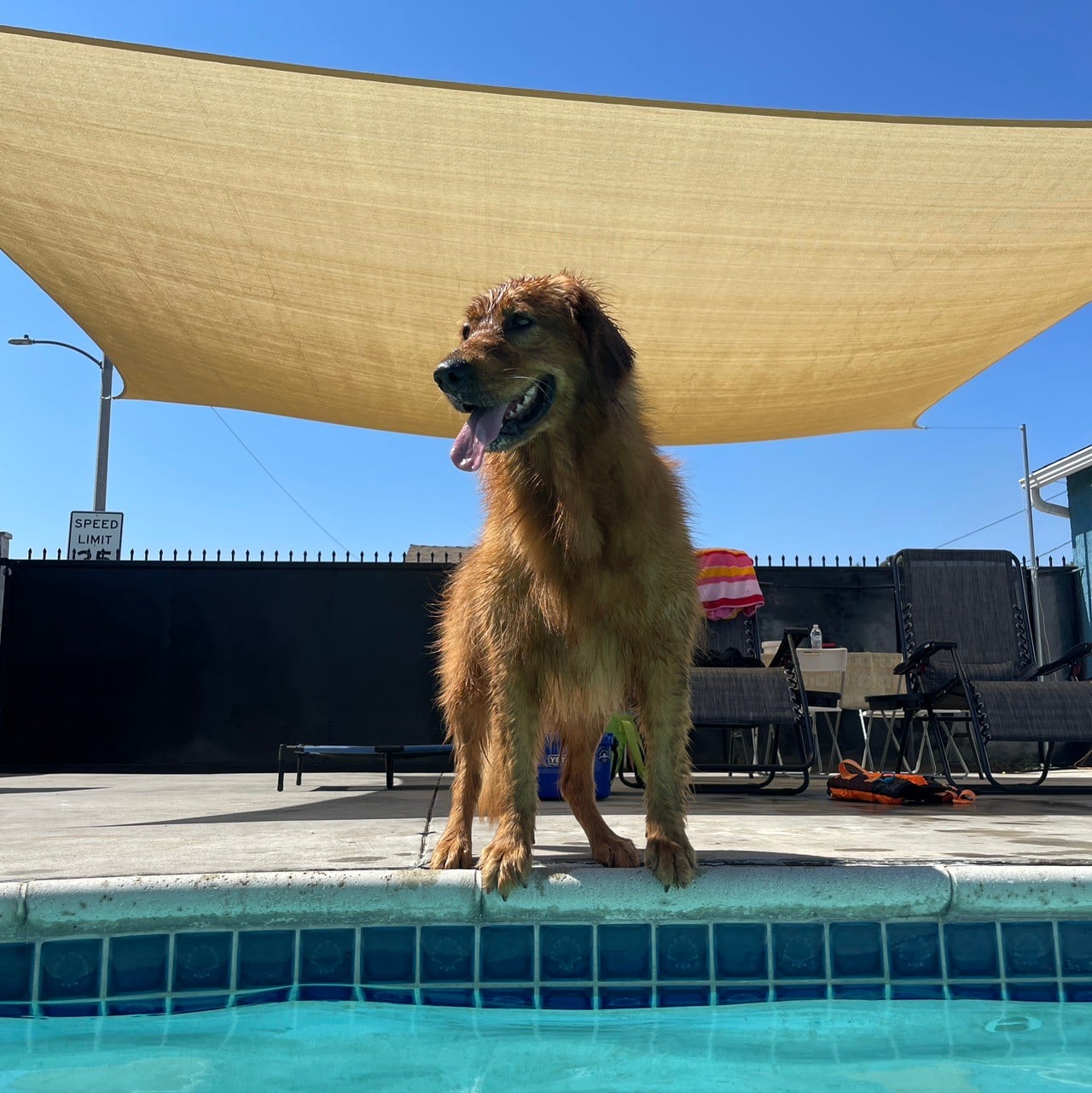 dogs are the new kids