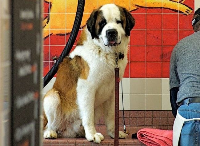 self-wash stations @ Pet Food Express on Market