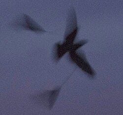 Standard-winged nightjar