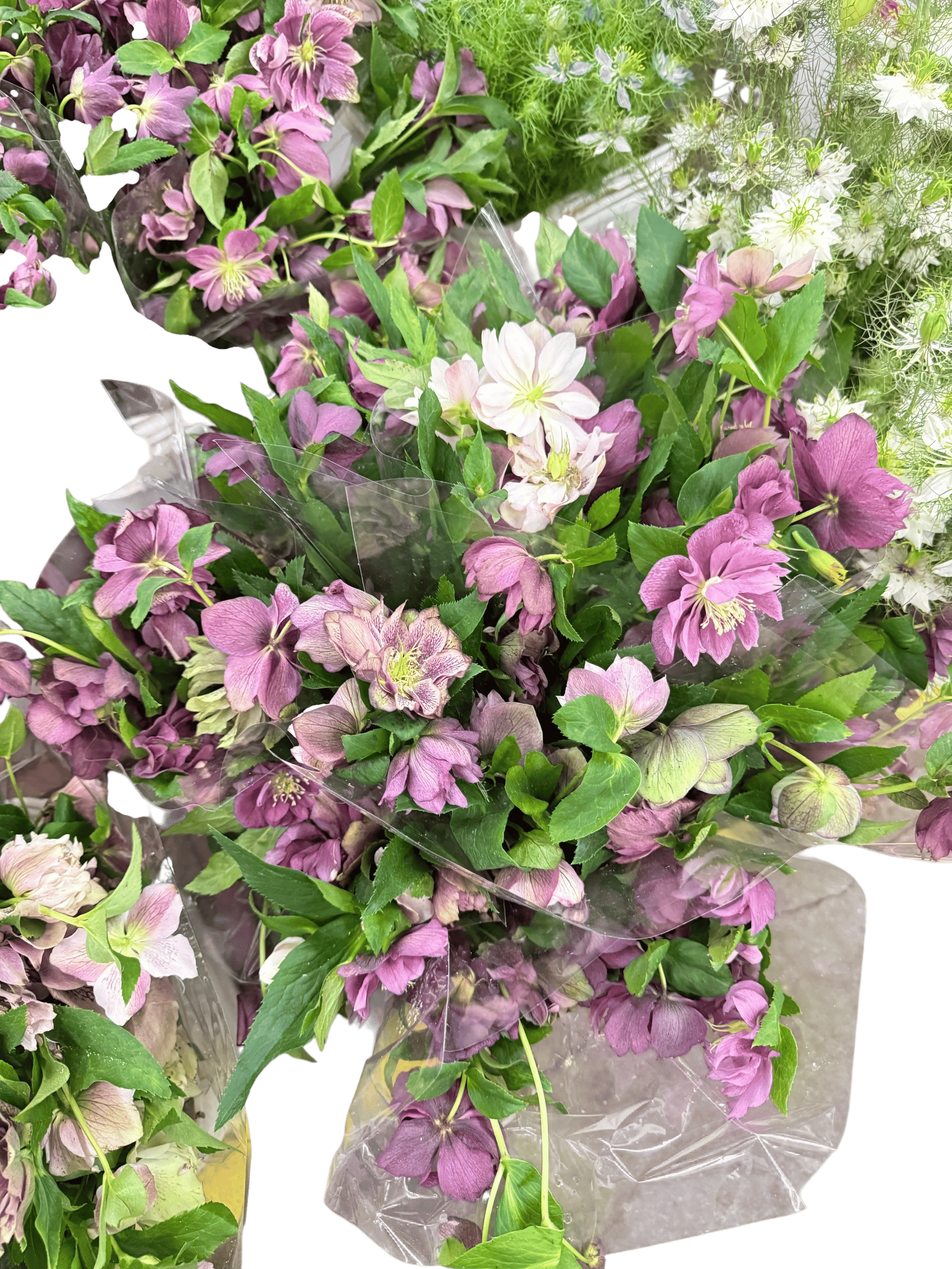 lenten rose