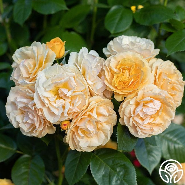Julia Child Floribunda Roses